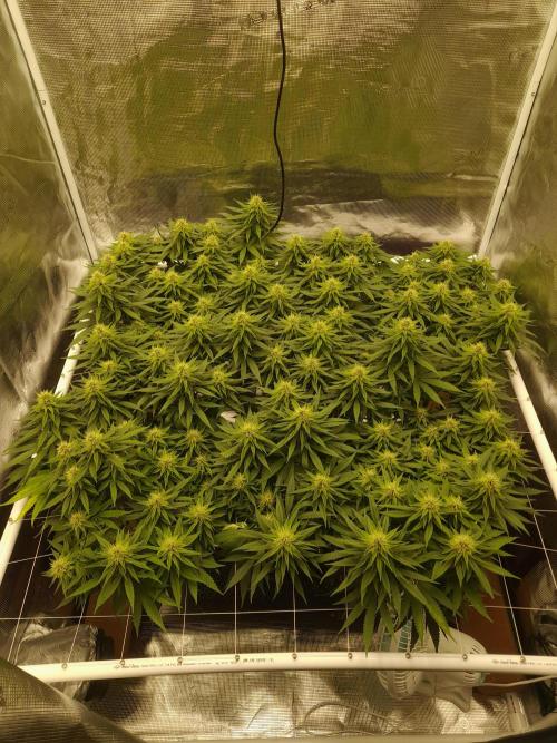 Durban Poison 4 way lst Scrog. Week 13