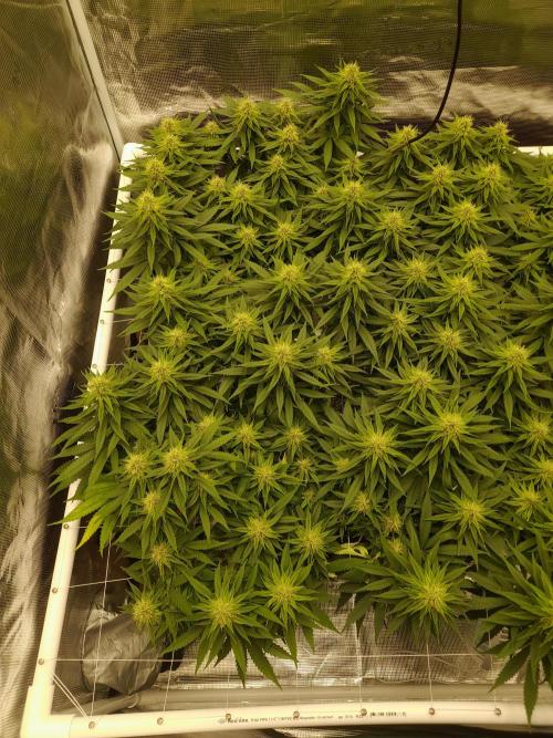 Durban Poison 4 way lst Scrog. Week 13
