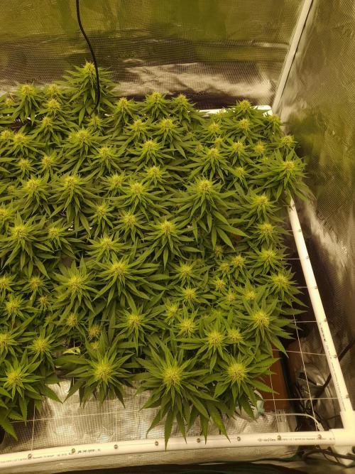 Durban Poison 4 way lst Scrog. Week 13