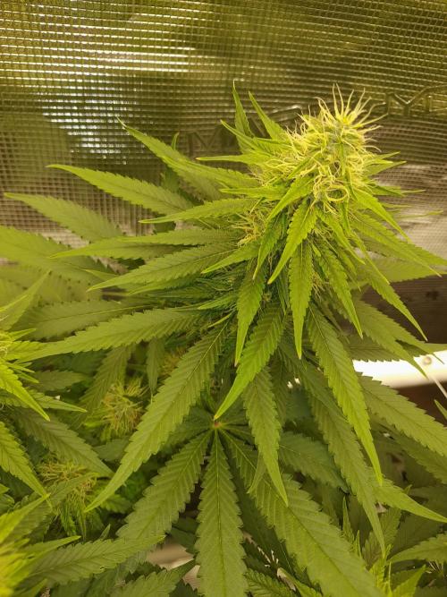 Durban Poison 4 way lst Scrog. Week 13