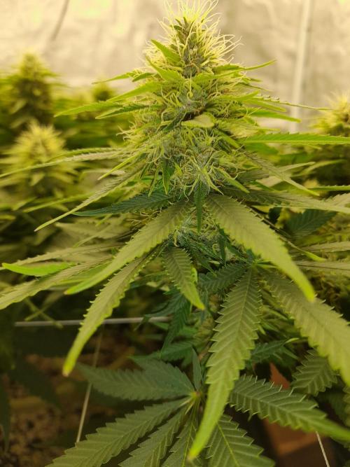 Durban Poison 4 way lst Scrog. Week 13
