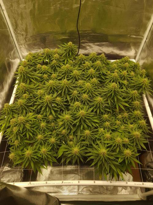 Durban Poison 4 way lst Scrog. Week 14