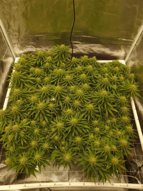 Durban Poison 4 way lst Scrog. Week 14