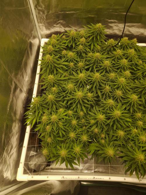 Durban Poison 4 way lst Scrog. Week 14