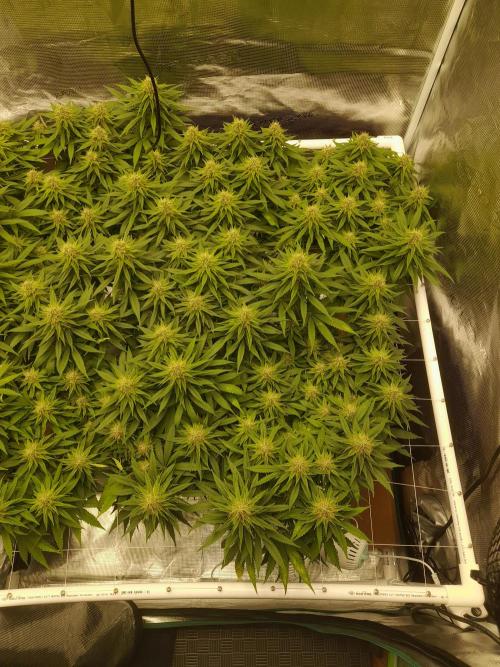 Durban Poison 4 way lst Scrog. Week 14
