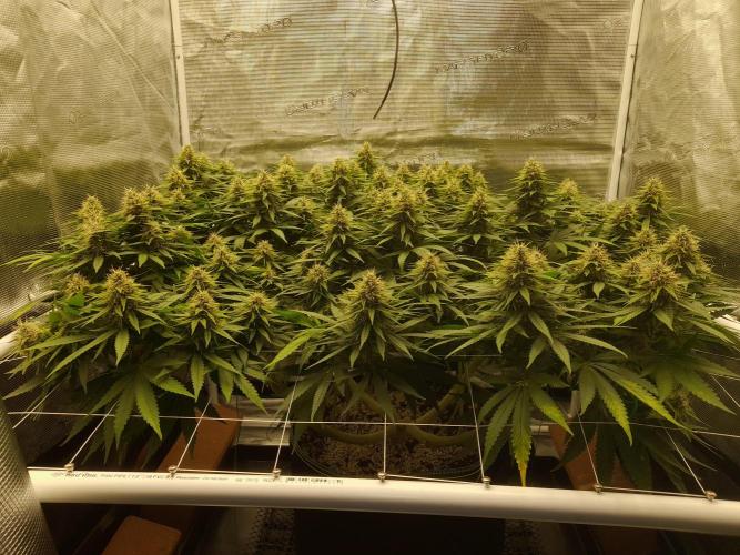 Durban Poison 4 way lst Scrog. Week 14
