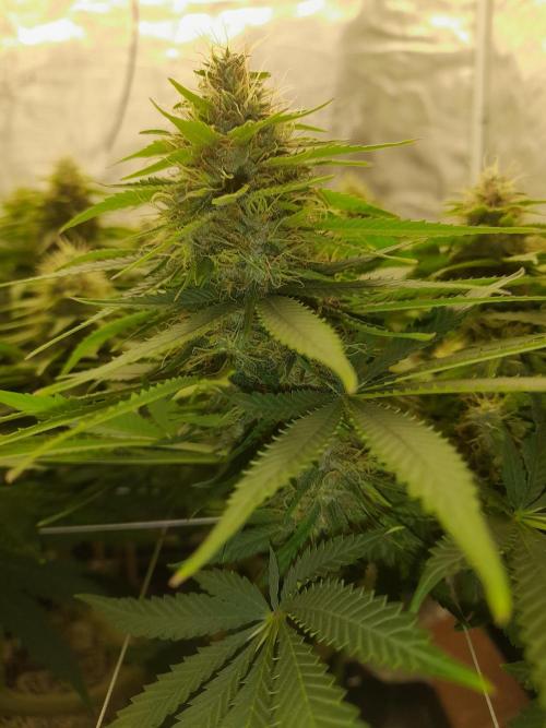 Durban Poison 4 way lst Scrog. Week 14