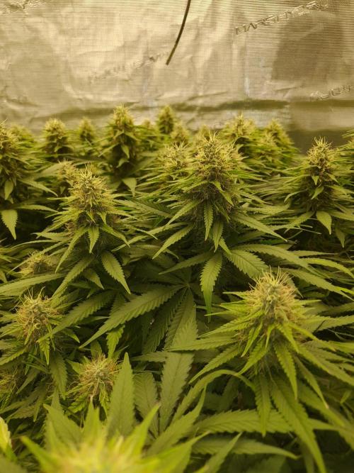 Durban Poison 4 way lst Scrog. Week 14