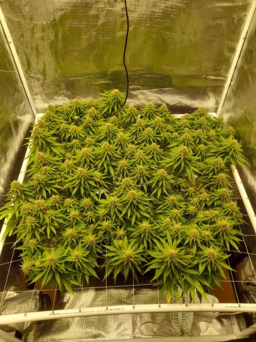 Durban Poison 4 way lst Scrog. Week 15