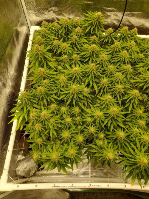 Durban Poison 4 way lst Scrog. Week 15