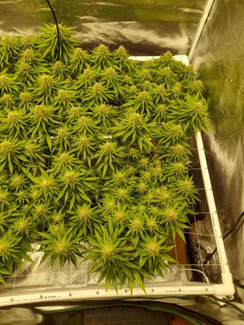 Durban Poison 4 way lst Scrog. Week 15