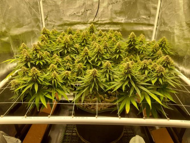 Durban Poison 4 way lst Scrog. Week 15