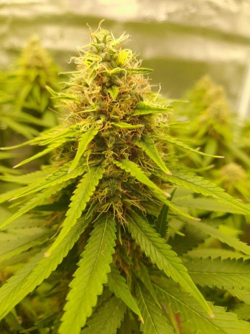 Durban Poison 4 way lst Scrog. Week 15