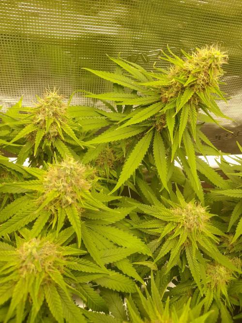 Durban Poison 4 way lst Scrog. Week 15