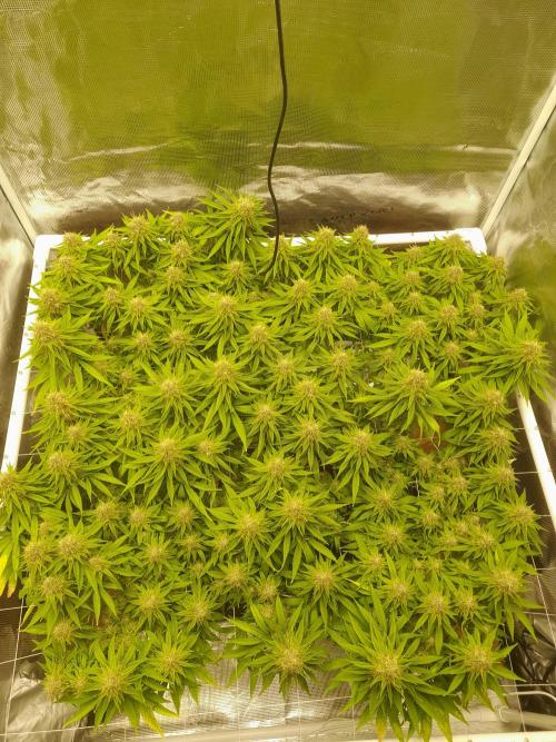 Durban Poison 4 way lst Scrog. Week 16