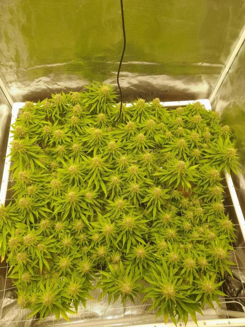 Durban Poison 4 way lst Scrog. Week 16