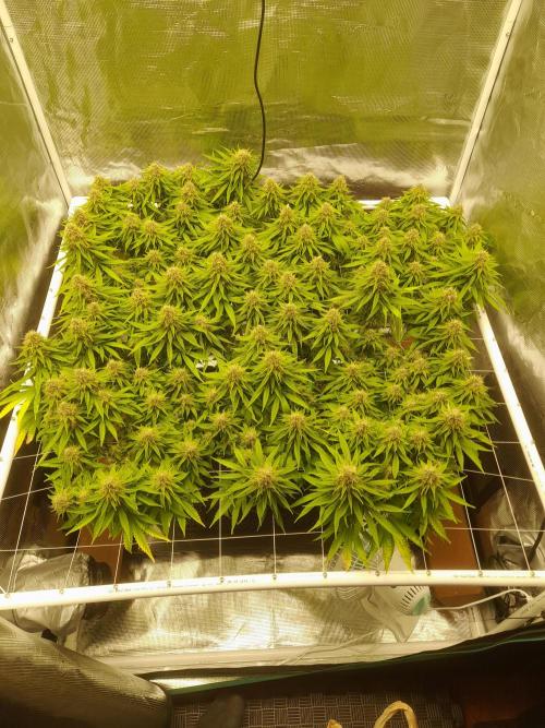Durban Poison 4 way lst Scrog. Week 16