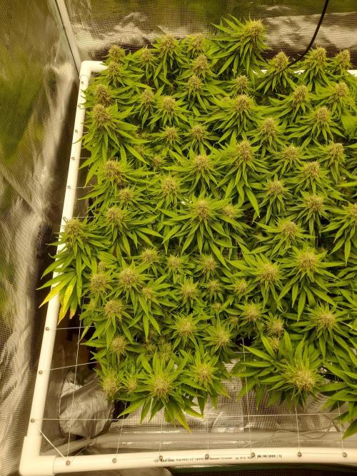 Durban Poison 4 way lst Scrog. Week 16