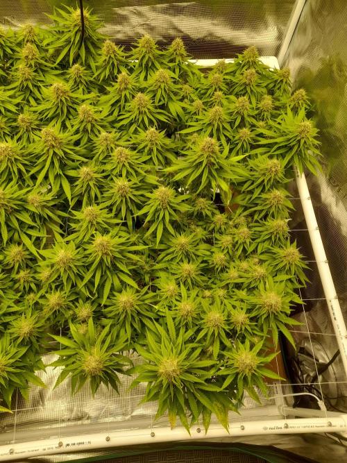 Durban Poison 4 way lst Scrog. Week 16