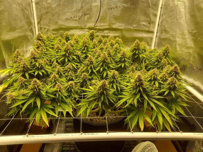 Durban Poison 4 way lst Scrog. Week 16