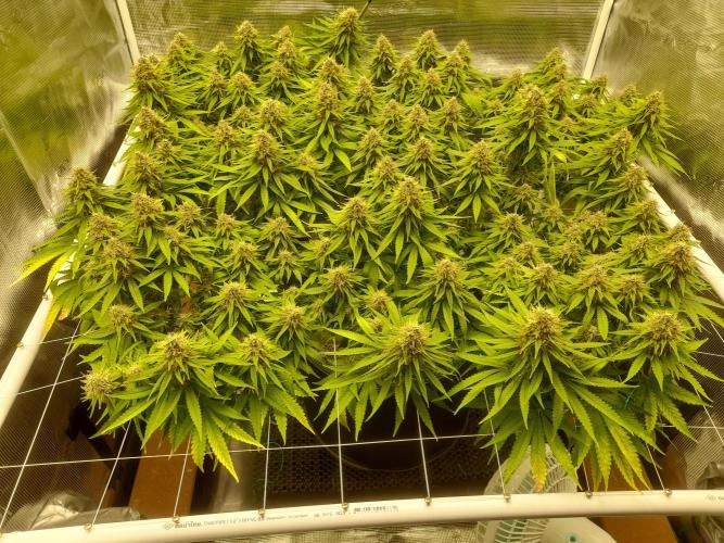 Durban Poison 4 way lst Scrog. Week 16