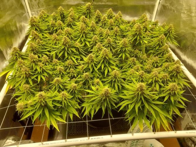 Durban Poison 4 way lst Scrog. Week 16