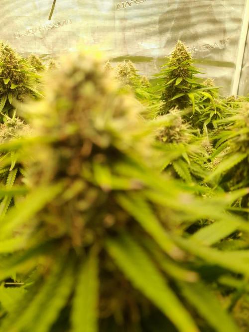 Durban Poison 4 way lst Scrog. Week 16