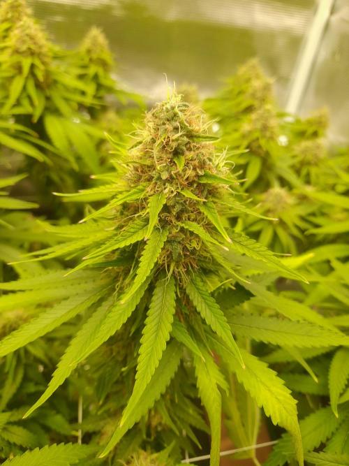 Durban Poison 4 way lst Scrog. Week 16