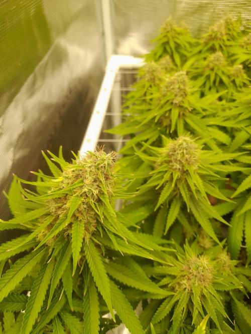 Durban Poison 4 way lst Scrog. Week 16