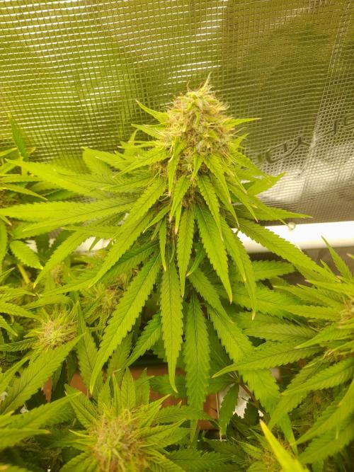 Durban Poison 4 way lst Scrog. Week 16