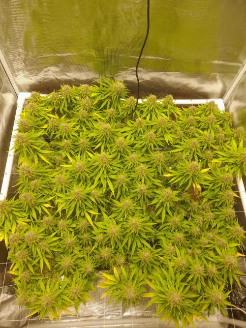 Durban Poison 4 way lst Scrog. Week 17