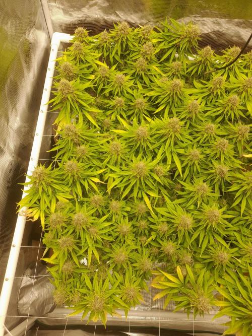 Durban Poison 4 way lst Scrog. Week 17