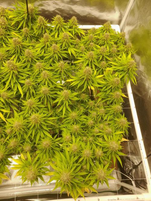 Durban Poison 4 way lst Scrog. Week 17
