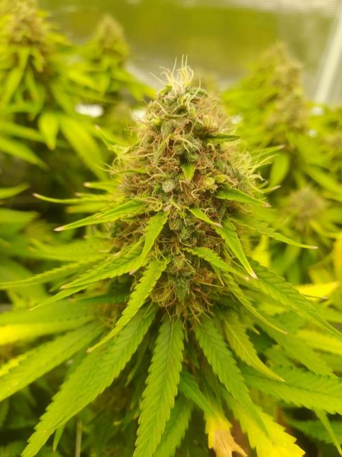 Durban Poison 4 way lst Scrog. Week 17