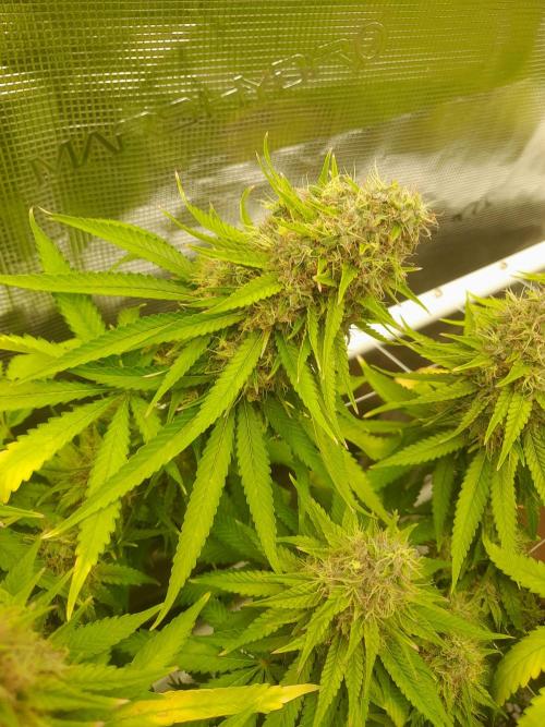 Durban Poison 4 way lst Scrog. Week 17