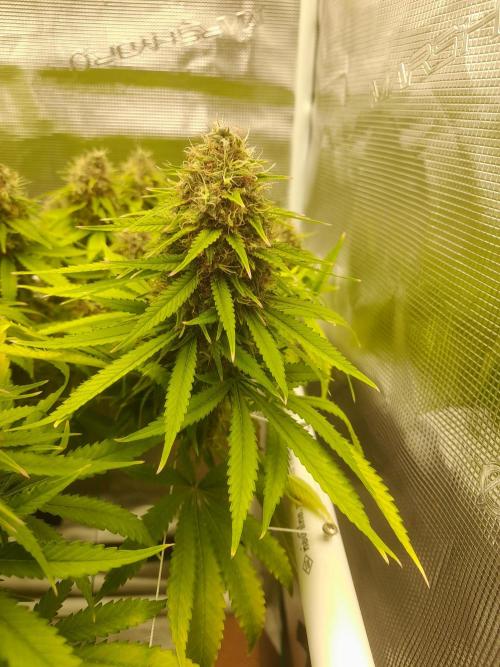 Durban Poison 4 way lst Scrog. Week 17