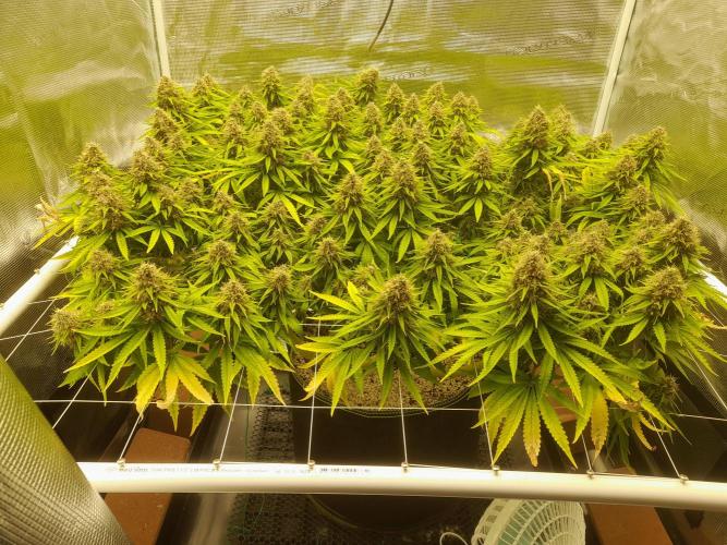 Durban Poison 4 way lst Scrog. Week 17