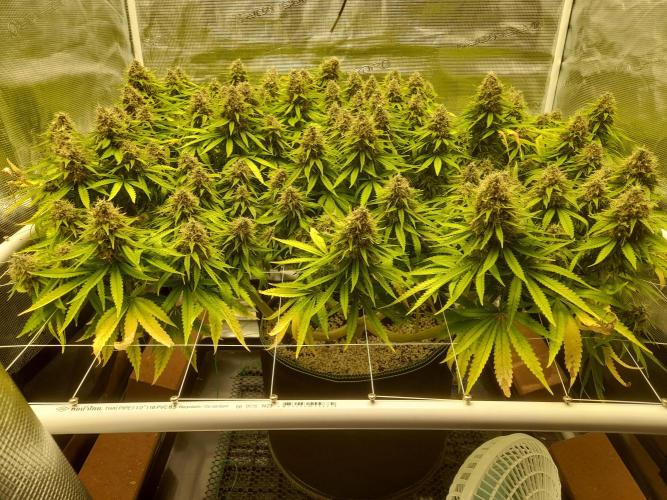 Durban Poison 4 way lst Scrog. Week 17
