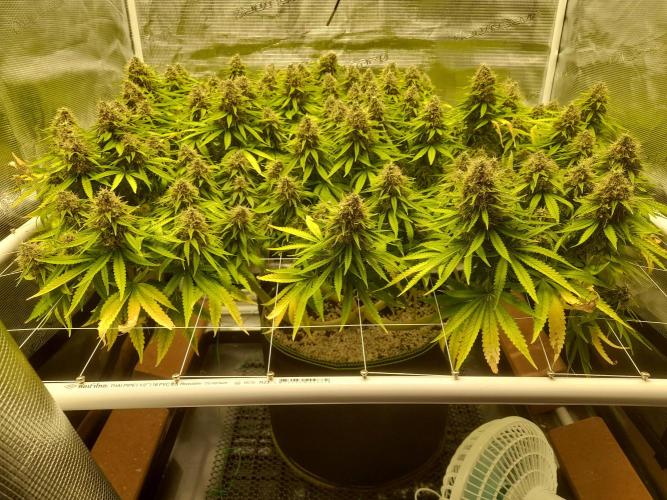 Durban Poison 4 way lst Scrog. Week 17