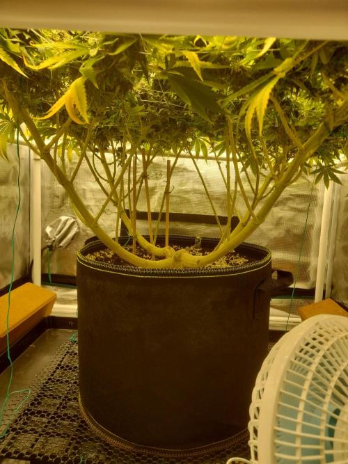 Durban Poison 4 way lst Scrog. Week 17