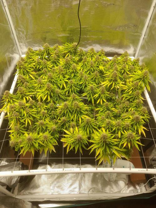 Durban Poison 4 way lst Scrog. Week 18