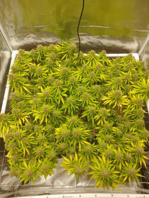 Durban Poison 4 way lst Scrog. Week 18