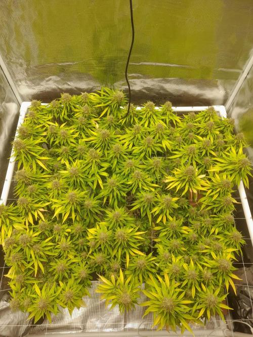 Durban Poison 4 way lst Scrog. Week 18