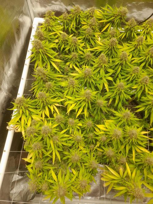 Durban Poison 4 way lst Scrog. Week 18