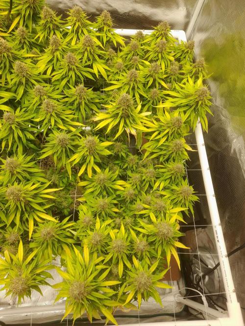 Durban Poison 4 way lst Scrog. Week 18