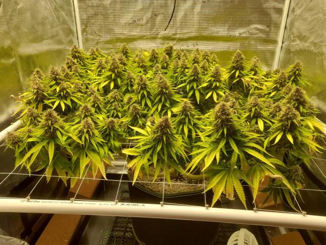 Durban Poison 4 way lst Scrog. Week 18