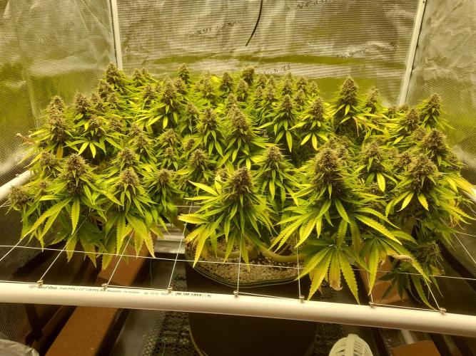 Durban Poison 4 way lst Scrog. Week 18