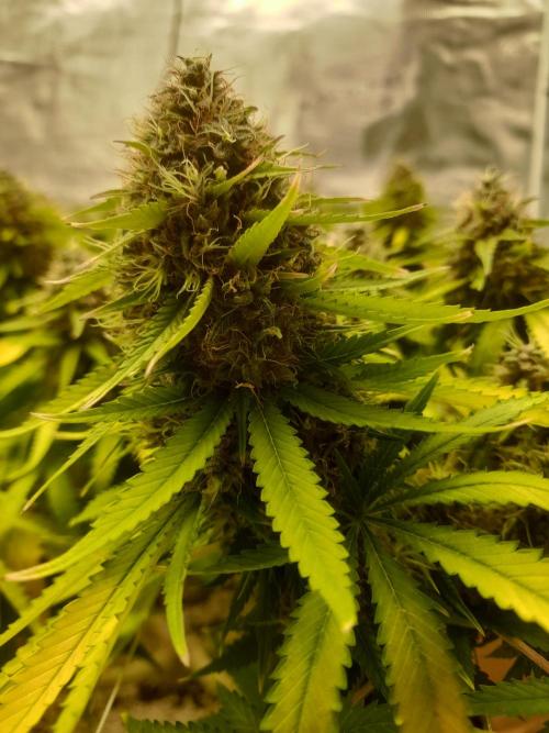 Durban Poison 4 way lst Scrog. Week 18