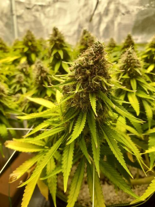 Durban Poison 4 way lst Scrog. Week 18