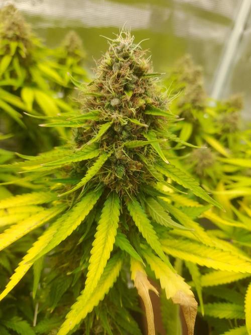 Durban Poison 4 way lst Scrog. Week 18